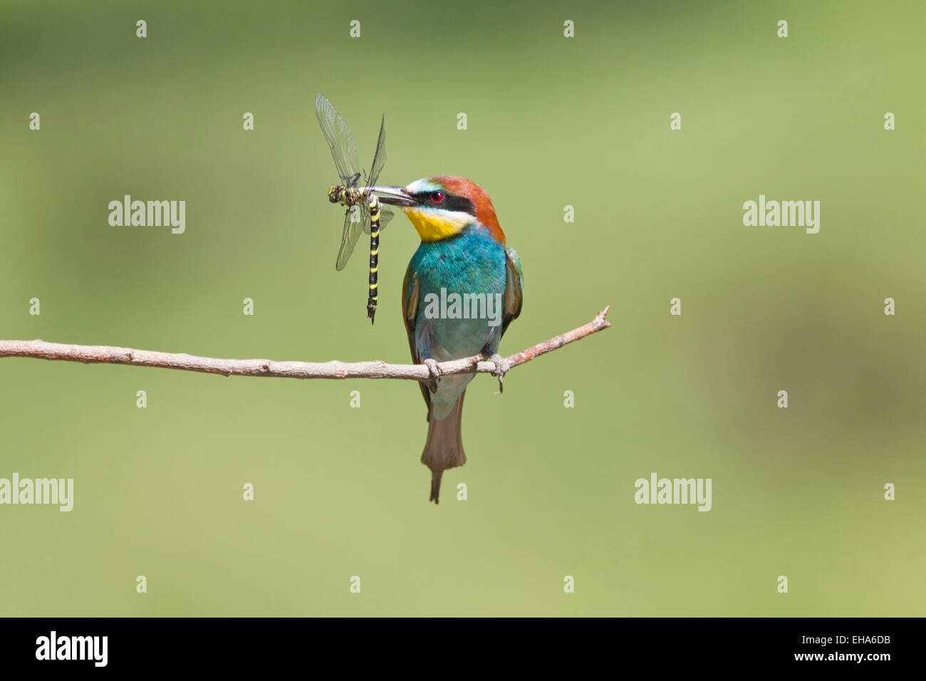 European Bee Eater (Merops apiaster) single adult perched on twig with dragonfly prey in its beak Stock Photo