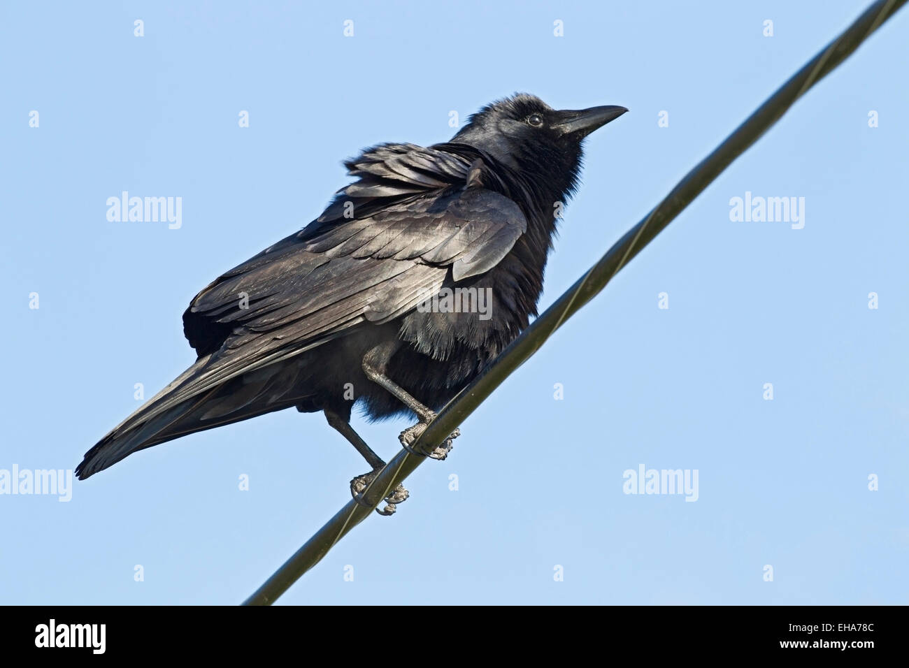 American Crow (Corvus brachyrhynchos) single adult perched on telegraph wire against blue sky Stock Photo