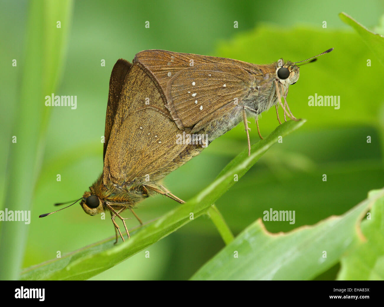 Two skippers are in mating position. Stock Photo