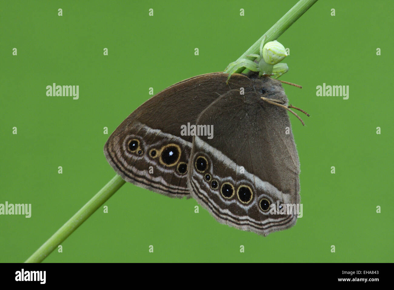 Predating Venom marvel hi-res stock photography and images - Alamy