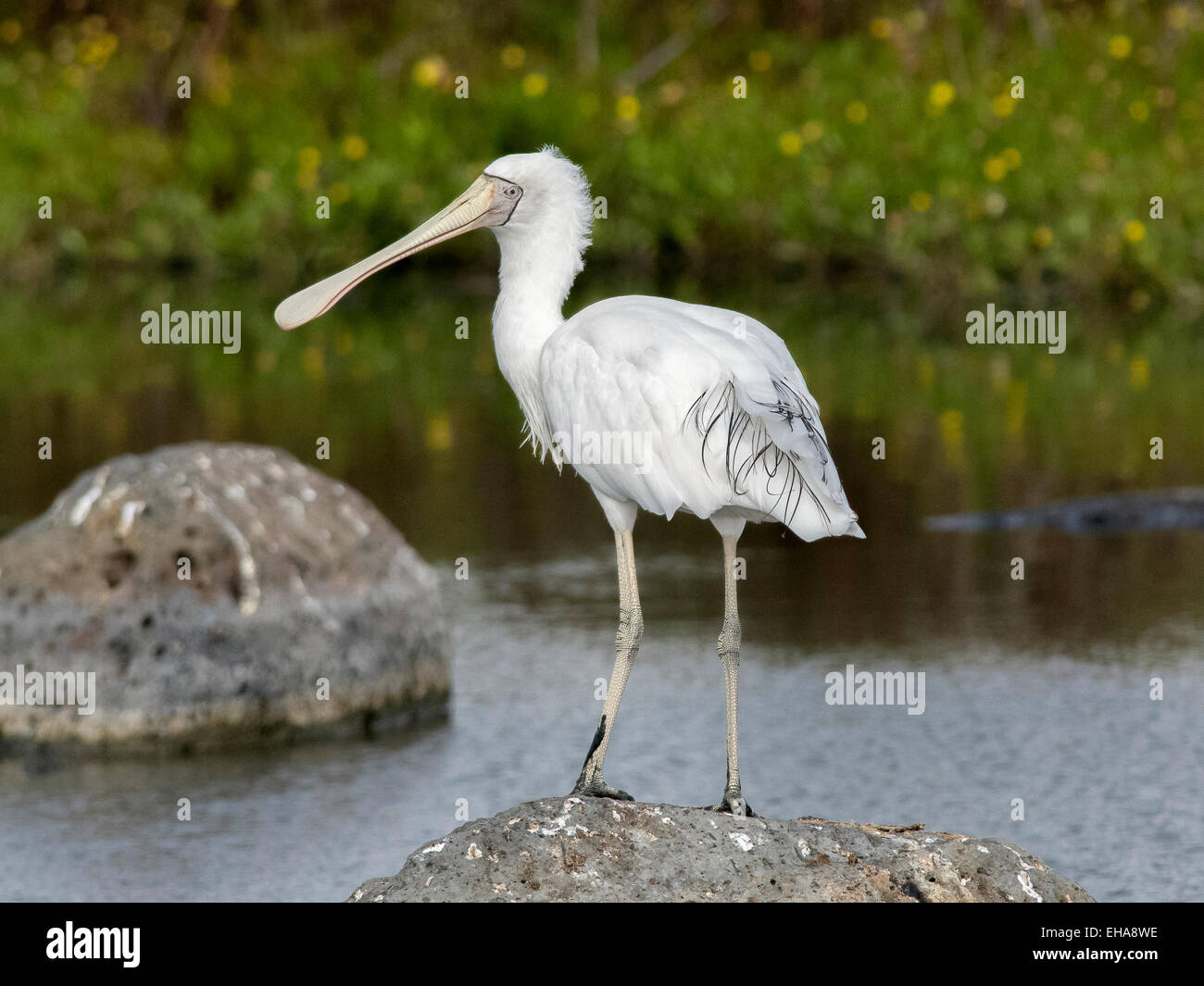 Spoonbill birds hi-res stock photography and images - Alamy