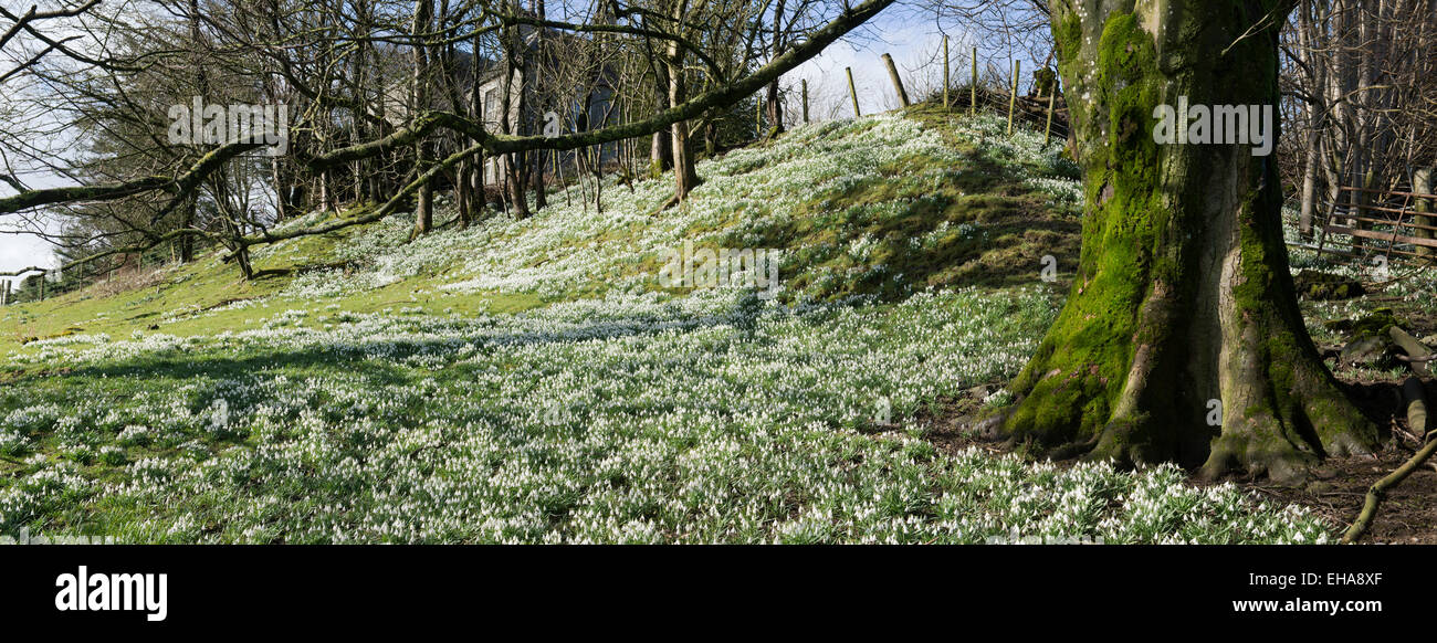 Snowdrops and beech trees in the winter. Scottish Borders. Scotland Stock Photo Alamy