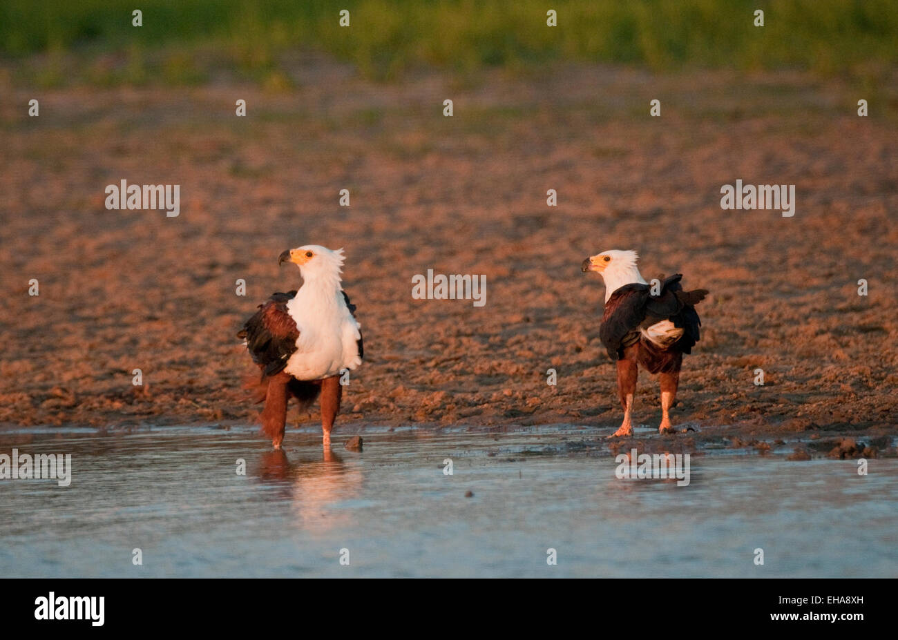African Fish Eagles by edge of Rufiji River Stock Photo