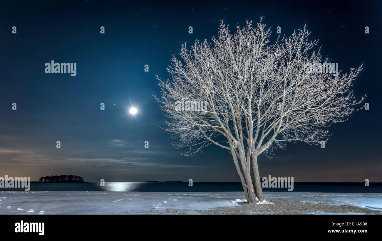 A lone tree on a snowy beach on a winter night. Stock Photo