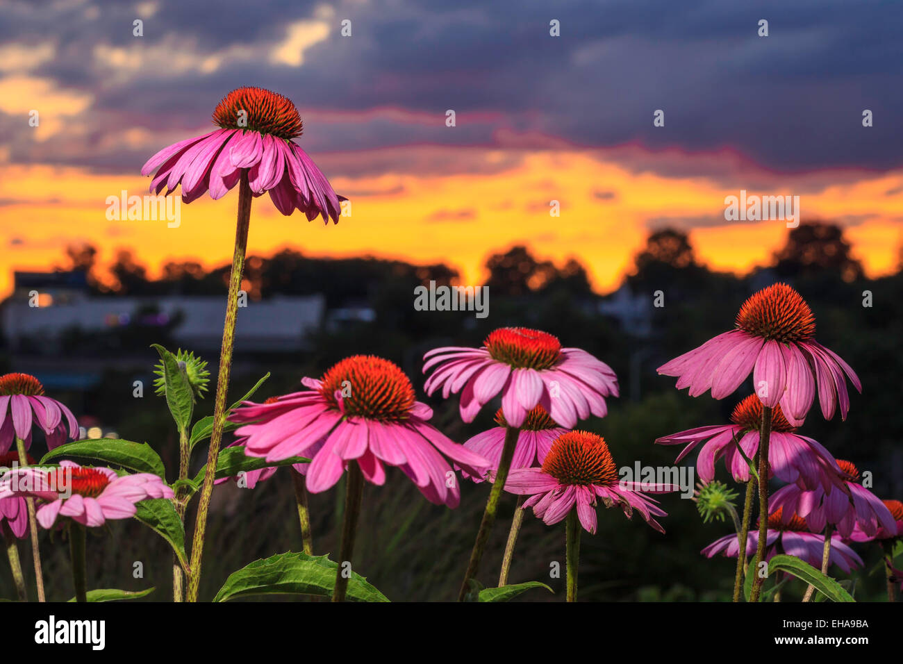 A group of pink coneflowers with one standing above the rest. Stock Photo