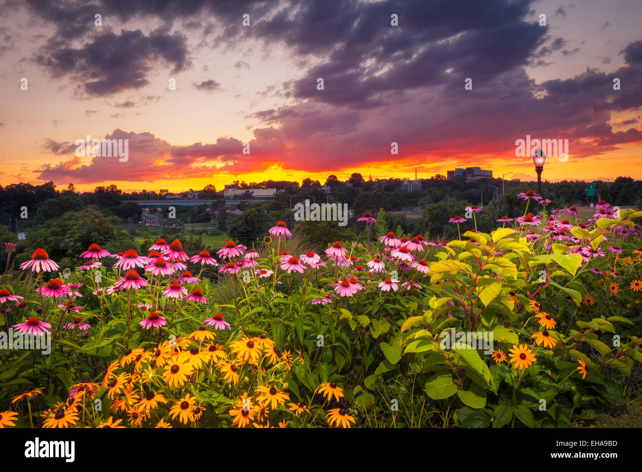 Colorful coneflowers and daisies in a garden by a light post under a vibrant sunset. Stock Photo