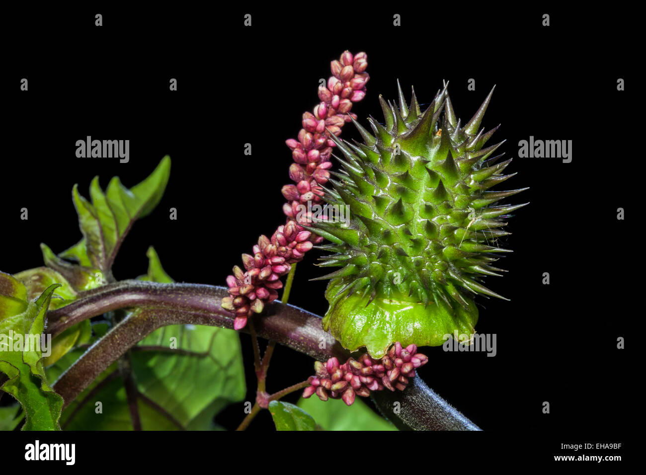Macro shot of a spiky green plant and a green flower. Stock Photo