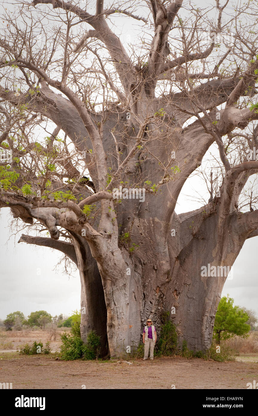 Giant baobab tree hi-res stock photography and images - Alamy