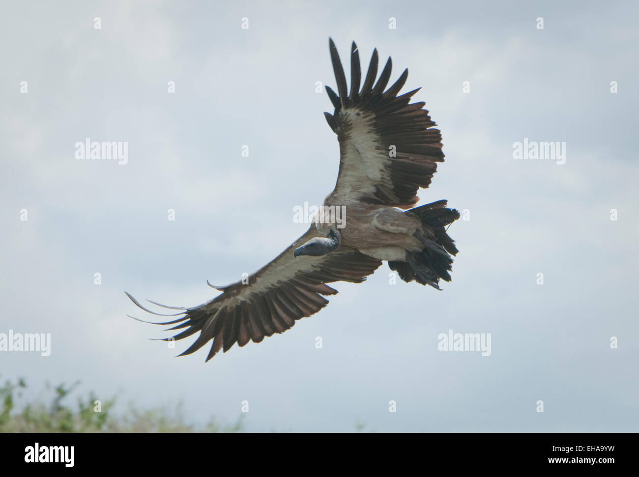 Whitebacked Vulture flying in to kill Stock Photo Alamy