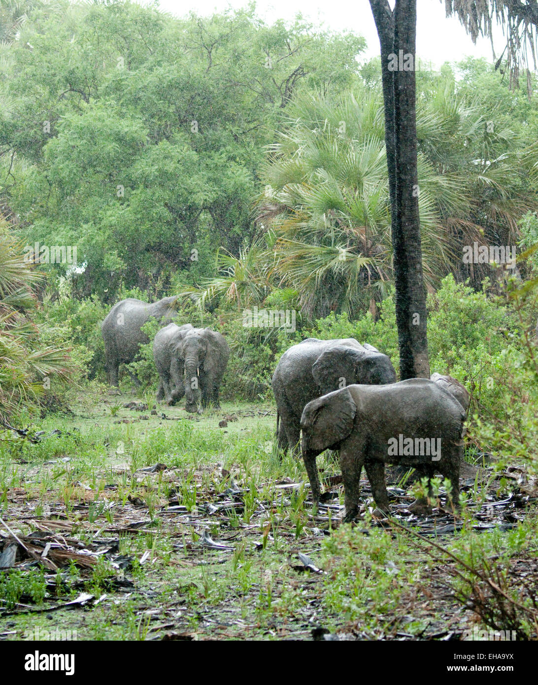 Elephants in forest, feeding during rain Stock Photo Alamy