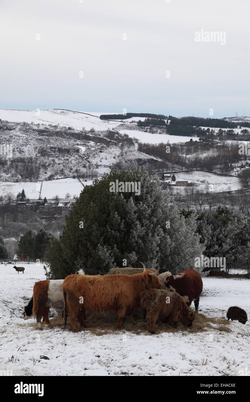 Highland cattle shelter and feed in a wintry scene Stock Photo Alamy