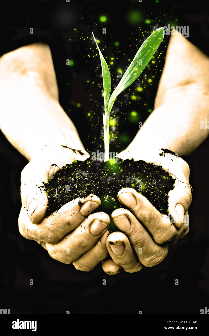 Farmer hand holding a fresh young plant with sparkle. Symbol of new life and environmental conservation. Stock Photo
