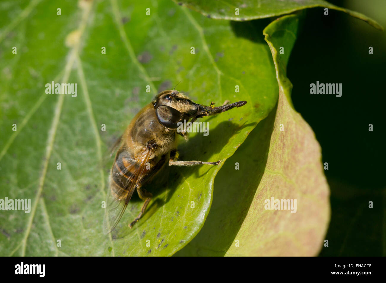 Hover fly cleaning its tongue Stock Photo