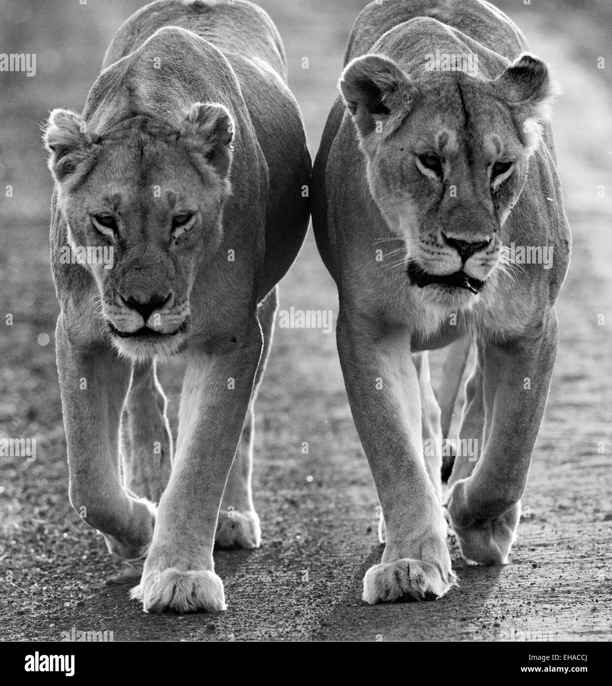 Two lionesses walking on the road in the national park. Kenya. Tanzania. Maasai Mara. Serengeti. Stock Photo