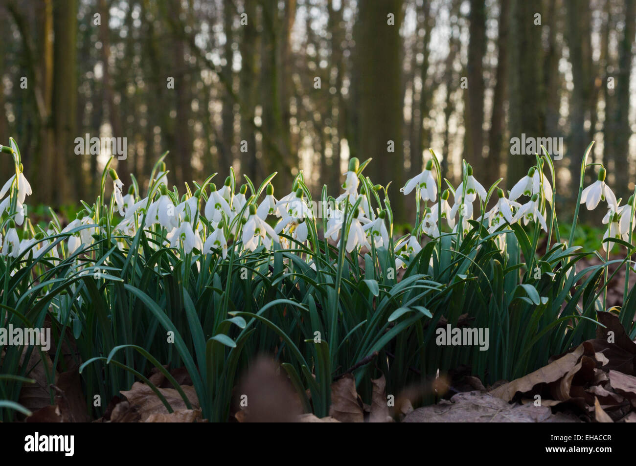 Snowdrops in a Row Stock Photo - Alamy