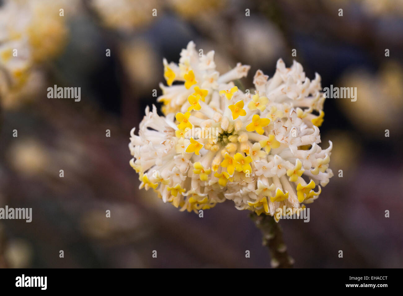 Edgeworthia chrysantha 'Grandiflora' flowers; Stock Photo