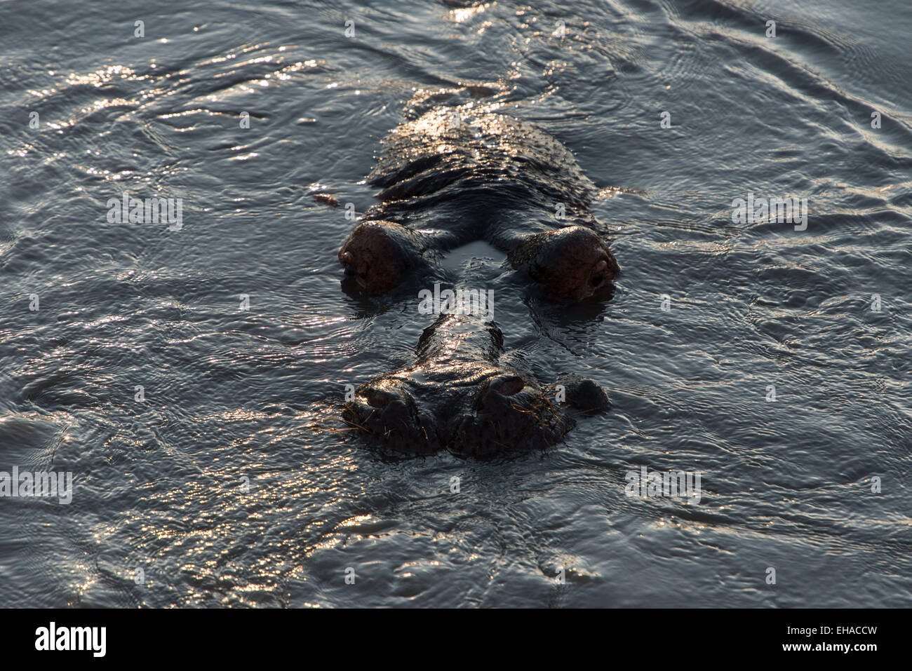 Katavi NP, Crocodile Swimming Stock Photo