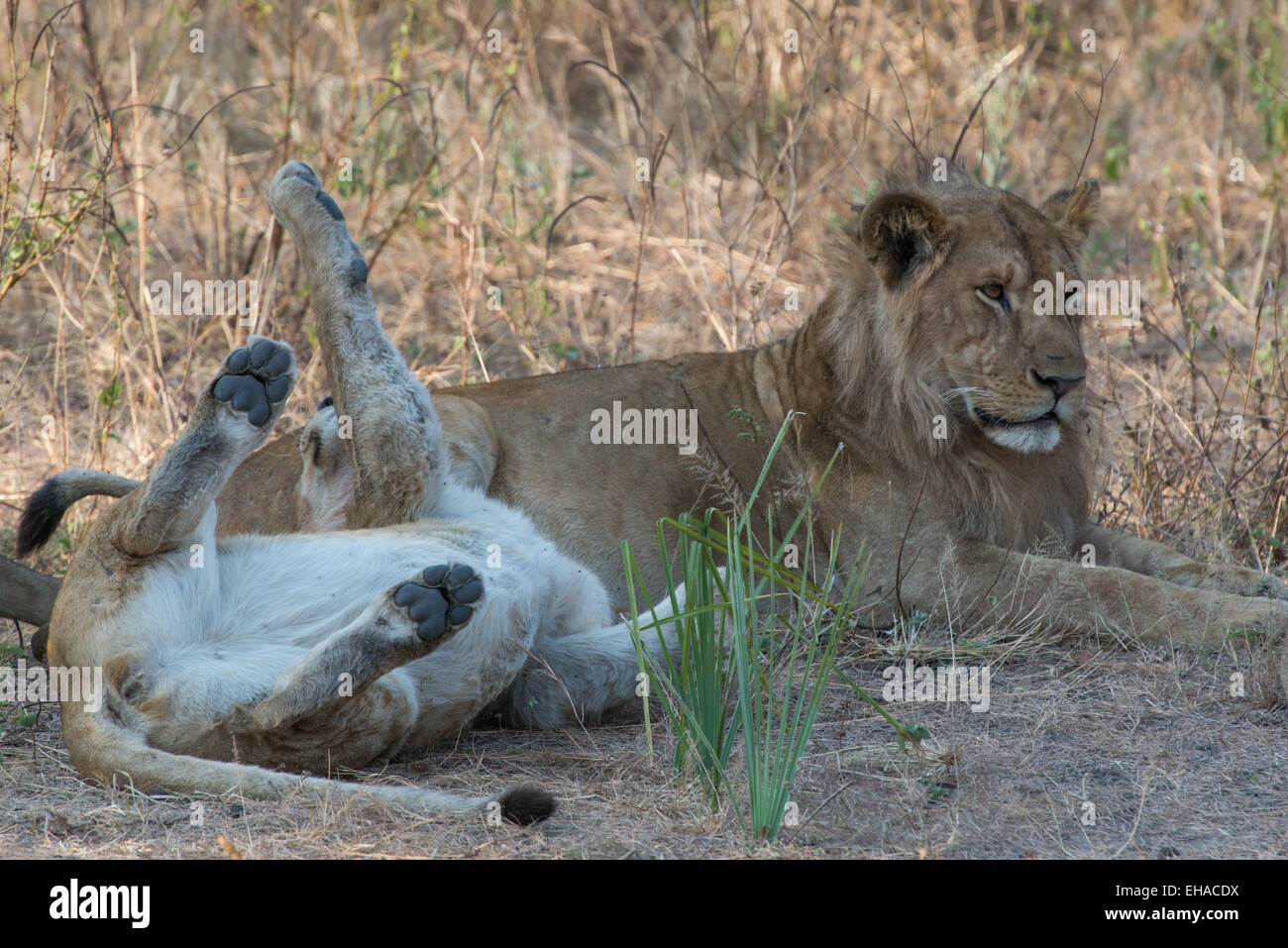 Katavi NP, Lions Playing Stock Photo