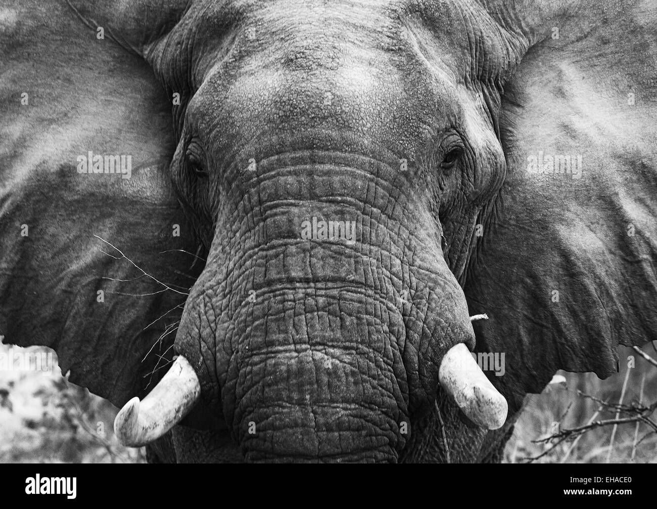 Portrait of an elephant. Close-up. Africa. Kenya. Tanzania. Serengeti. Maasai Mara. Stock Photo