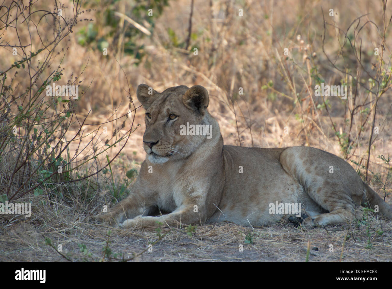 Katavi NP, Lioness Stock Photo