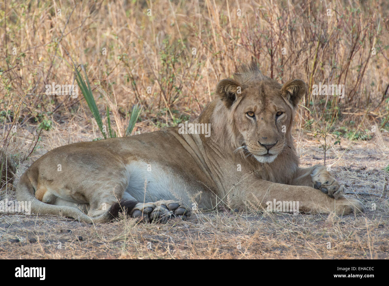 Katavi NP, Lion Stock Photo