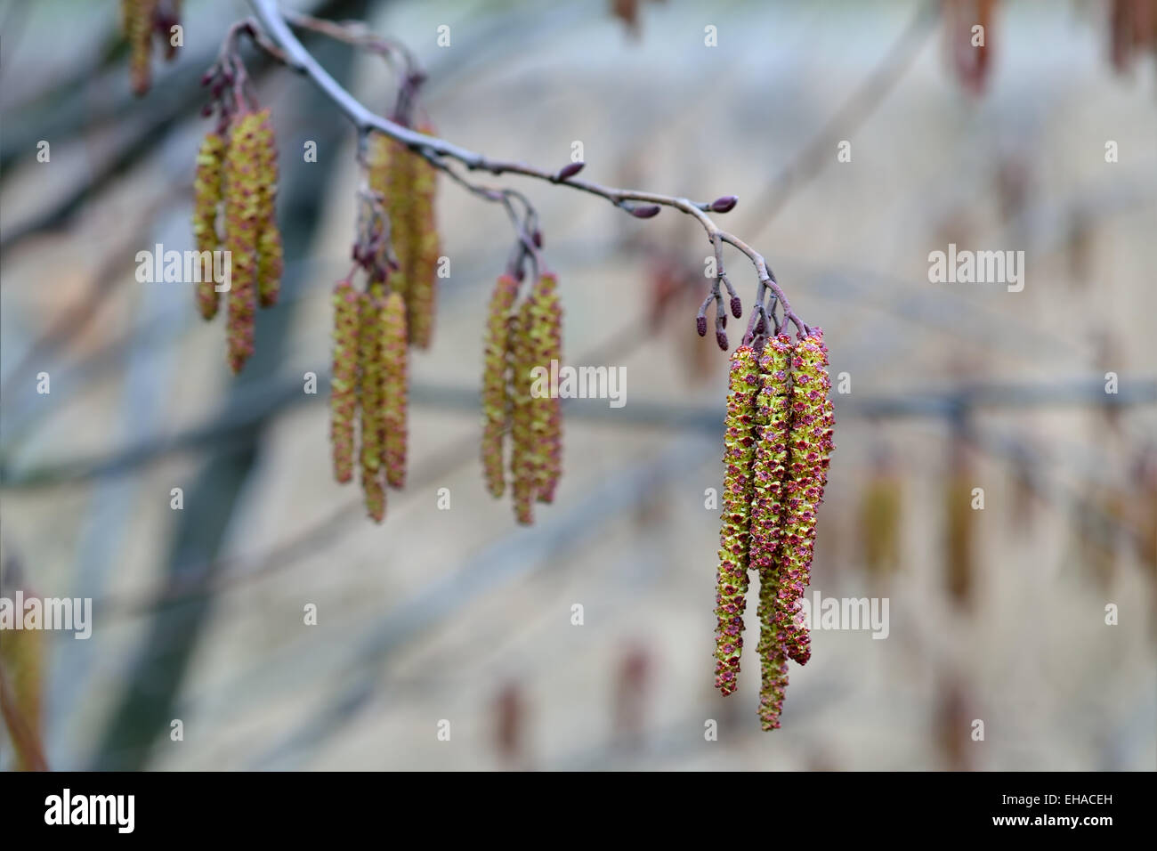 Spring. Alder catkins (lat. Alnus) close up Stock Photo