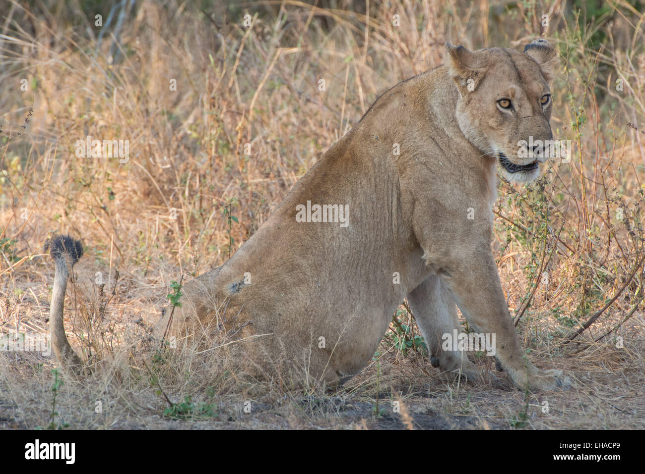 Katavi NP, Lioness Stock Photo