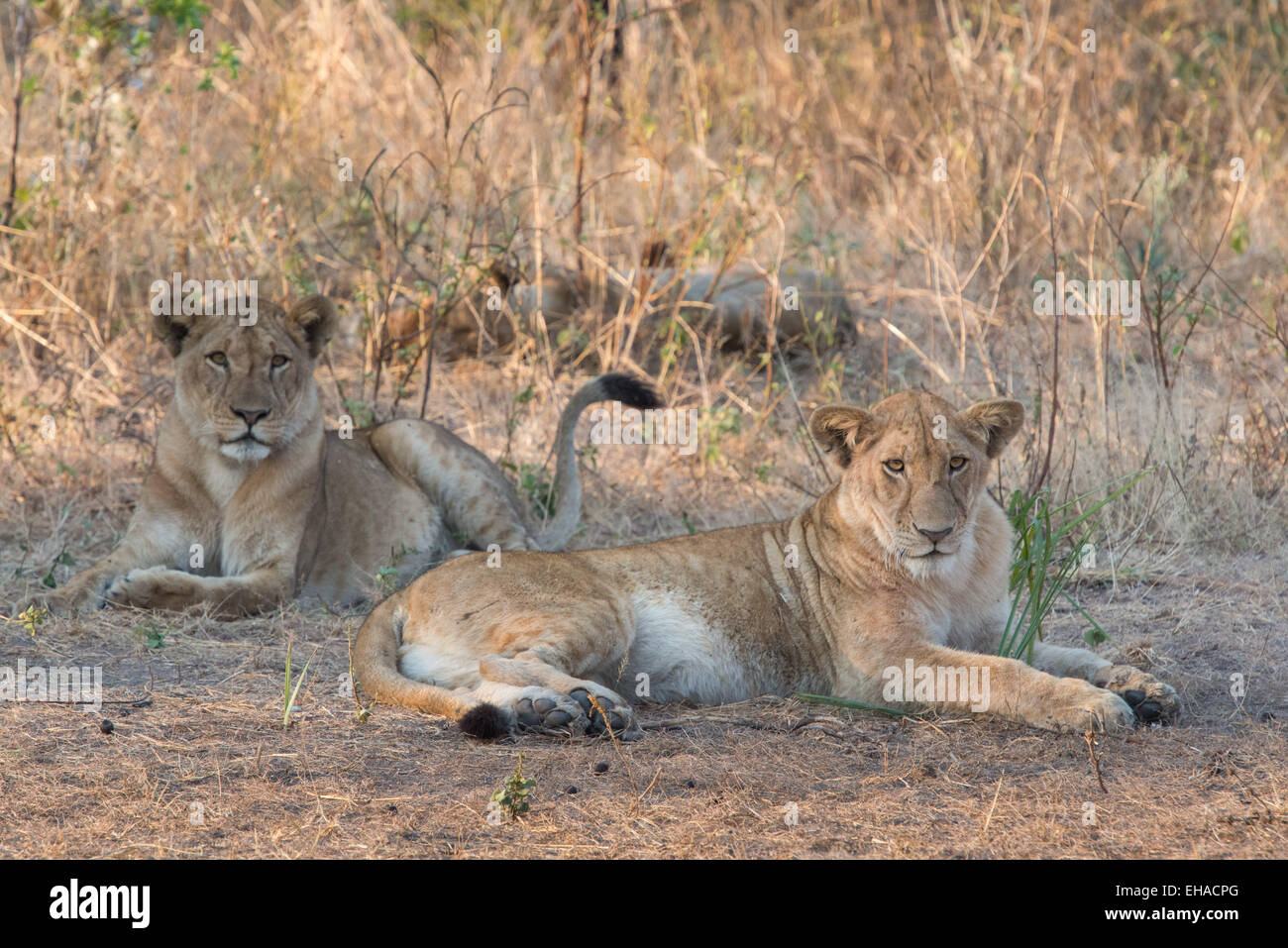 Katavi NP, Lions Stock Photo