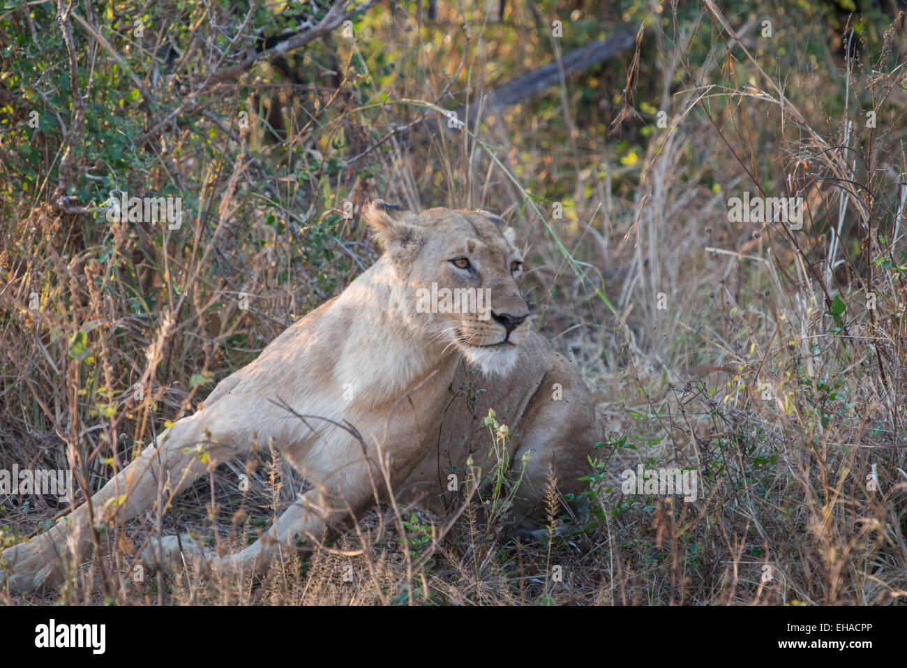 Katavi National Park, Lioness Stock Photo