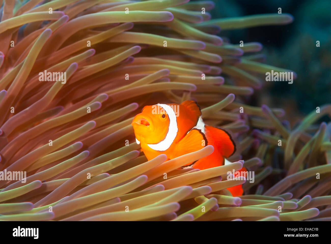 Clown Fish Great Barrier Reef Australia Stock Photo