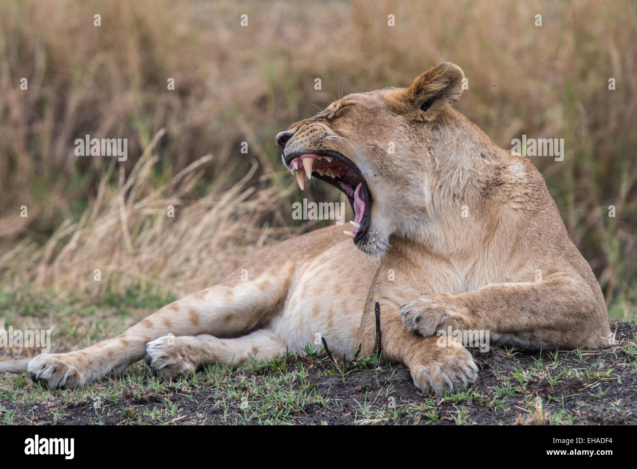 Serengeti NP, Lioness Stock Photo