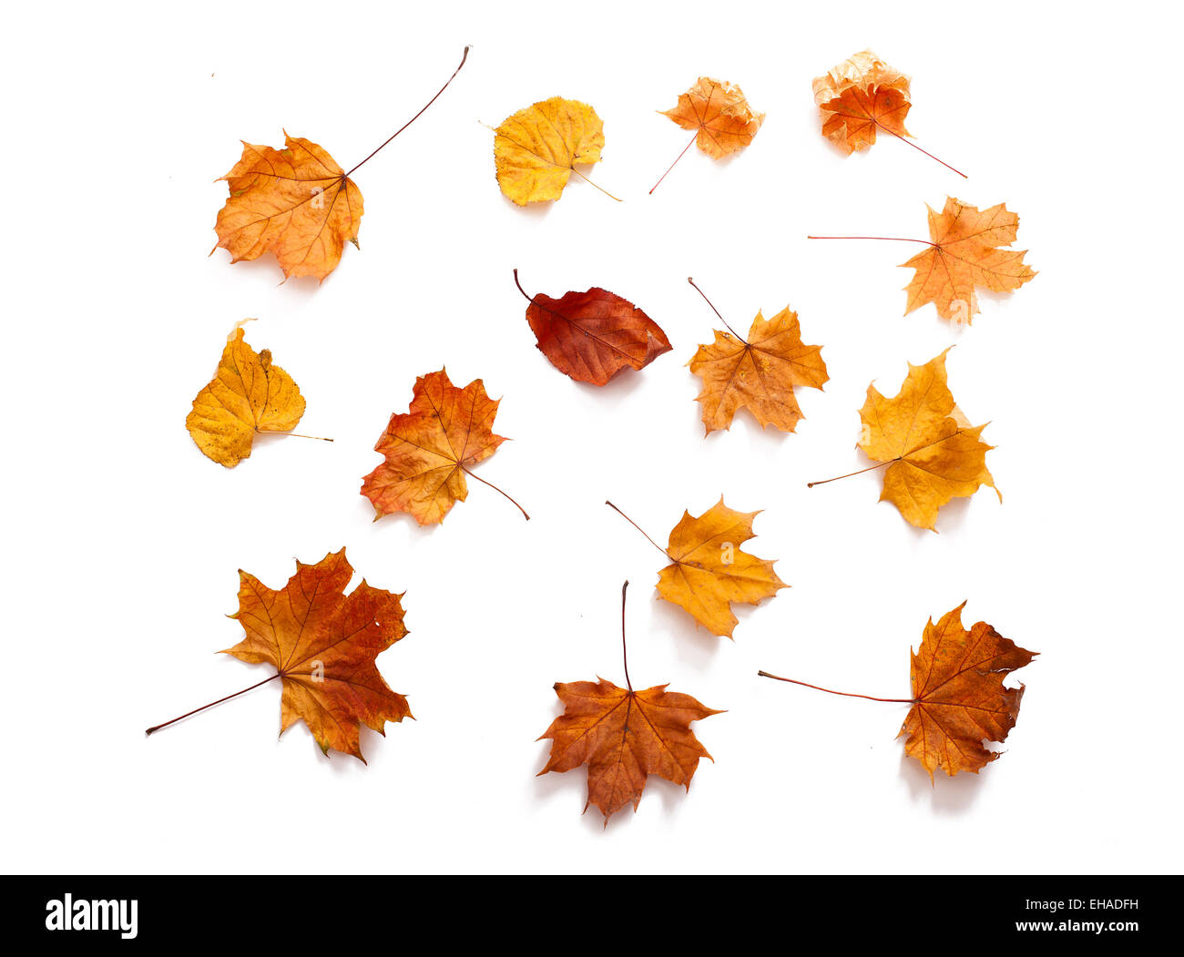 Autumn leaves isolated Stock Photo Alamy