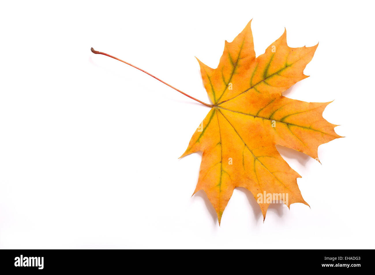 Autumn leaves isolated Stock Photo Alamy