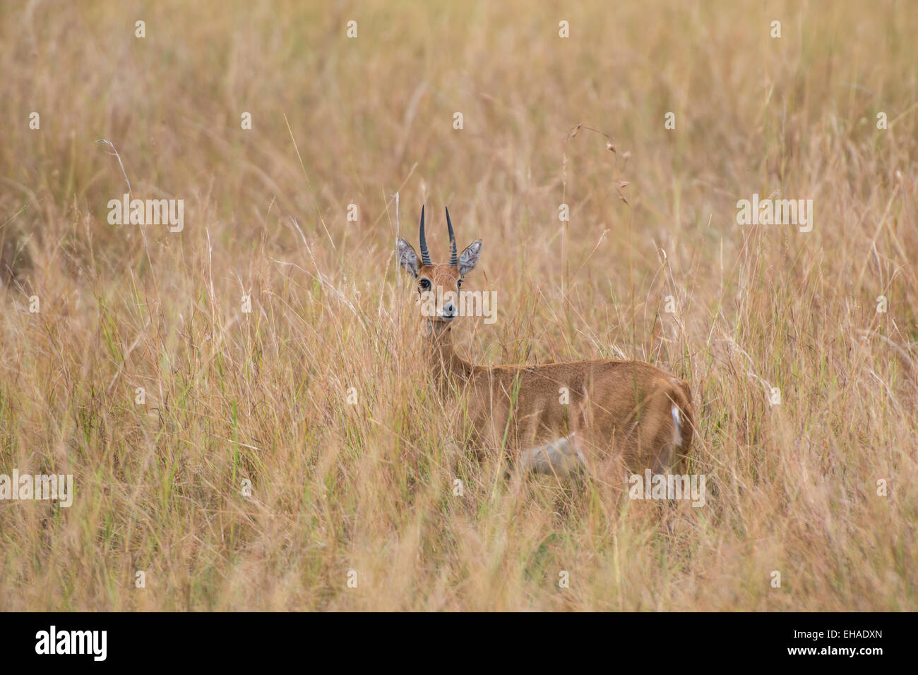Serengeti NP, Oribi Stock Photo