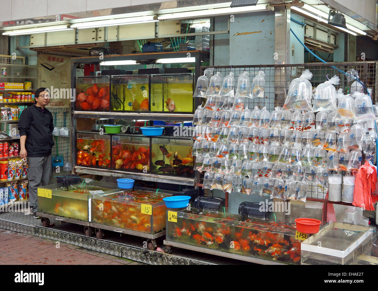 Ornamental fish best sale store