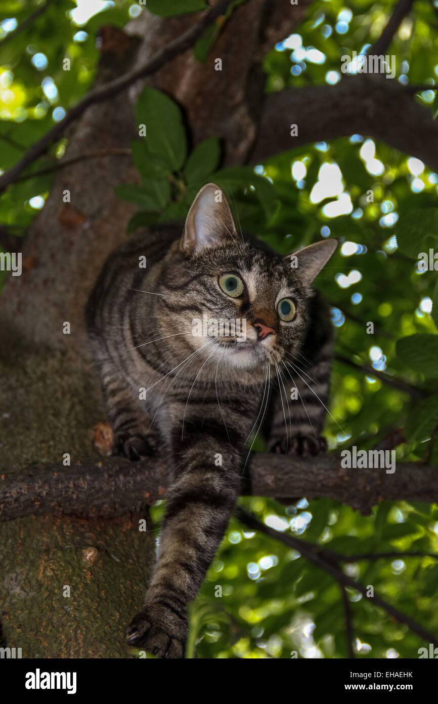 cat up in a tree Stock Photo