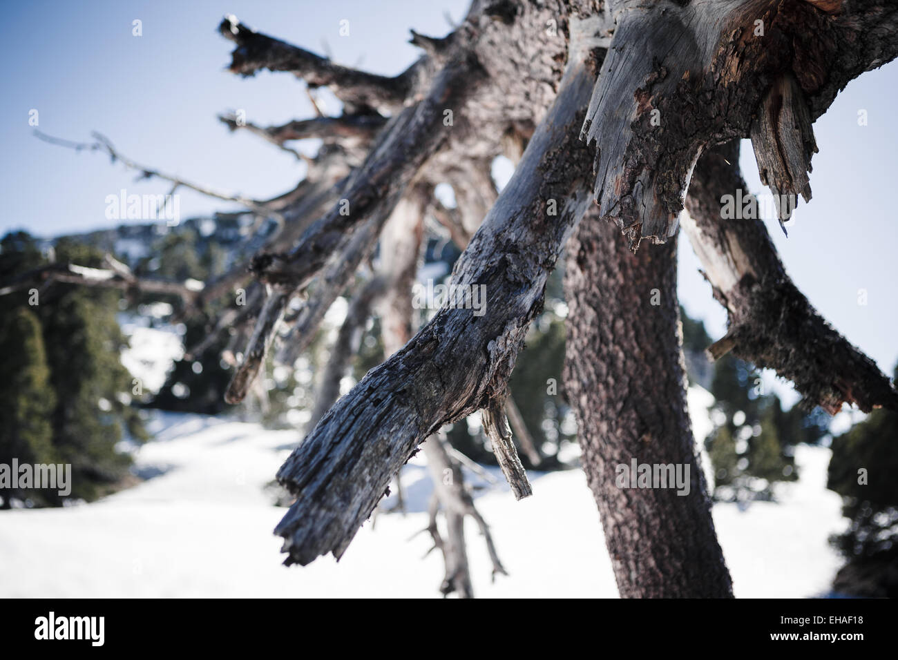 Dead pine tree on snow-covered mountain plateau, Chartreuse mountains, Alps, France Stock Photo