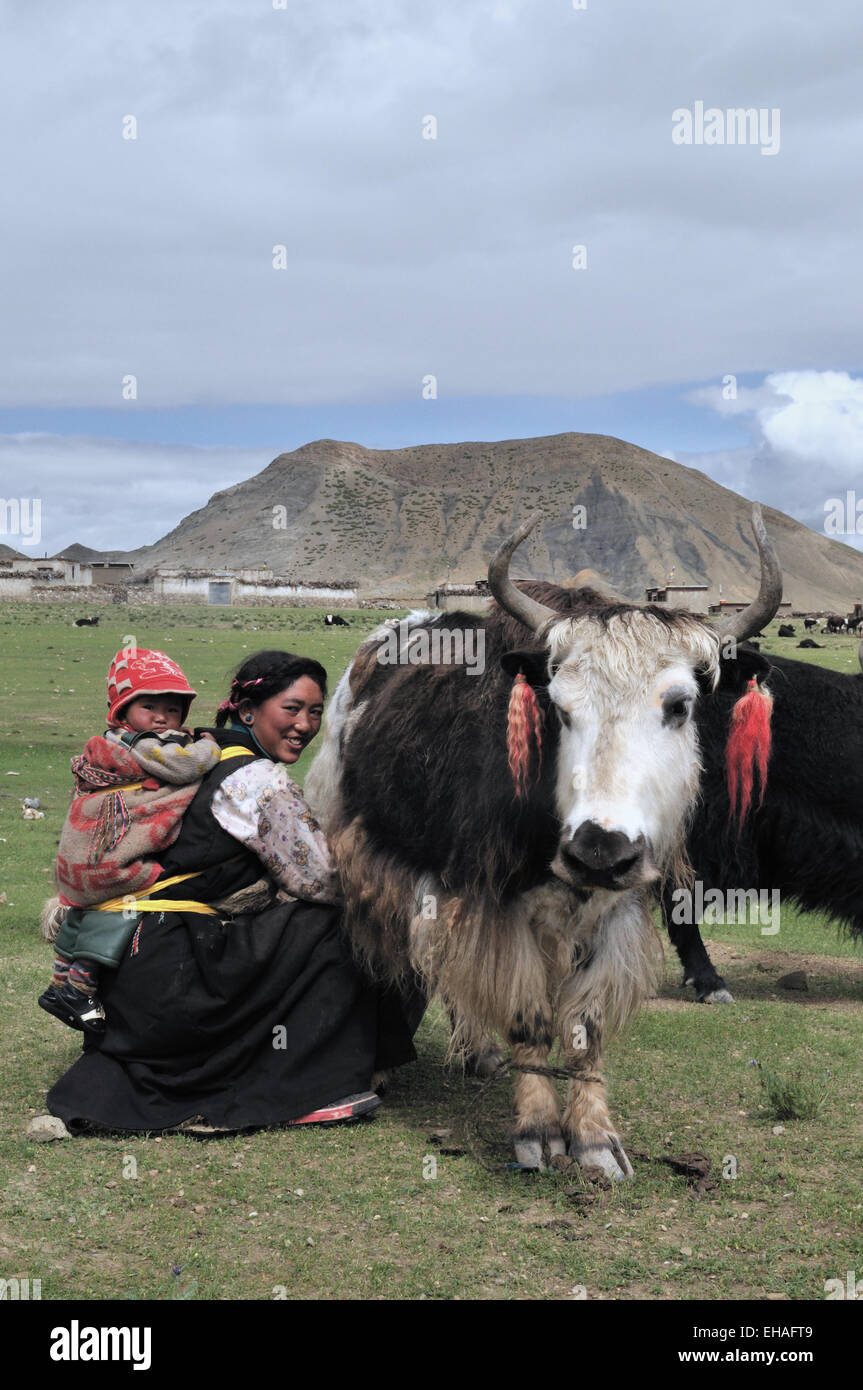 Drokpa (Nomad) Herders, Mother Milking Yak With Baby On Her Back Stock Photo