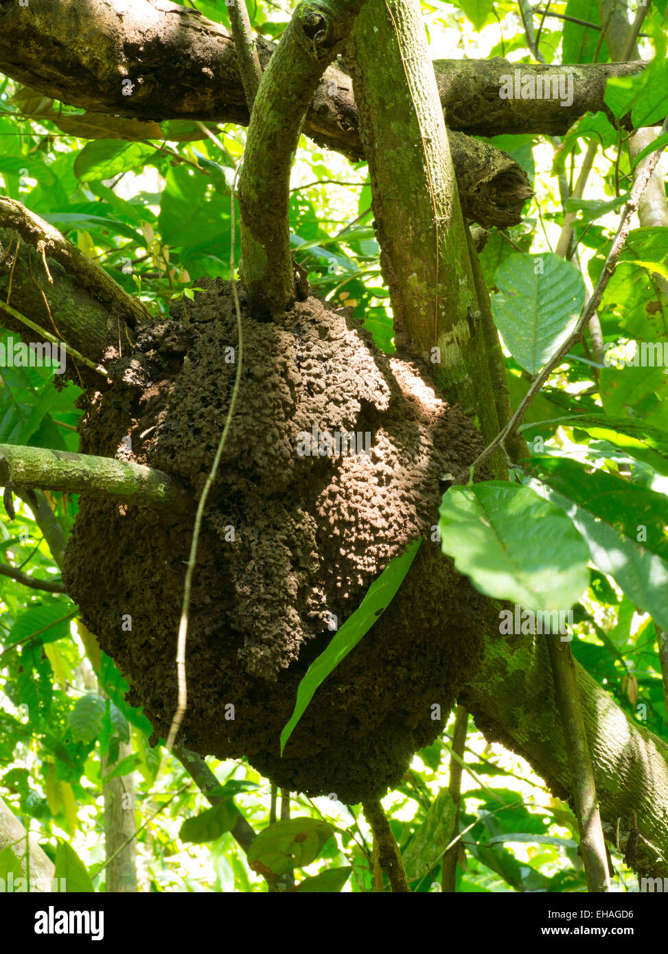 Termite nest in a tree, near Manzanillo, Limon, Costa Rica Stock Photo Alamy