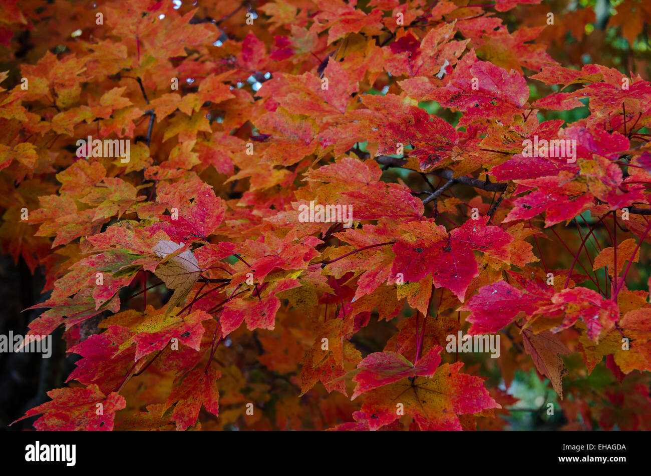 Leaves turn red and orange in fall Stock Photo Alamy