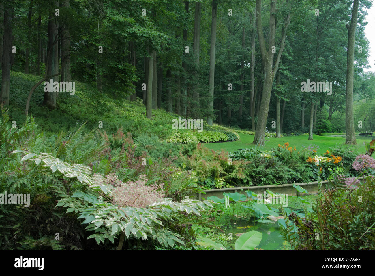 Hosta  hillside garden near pond with Aralia in bloom Stock Photo