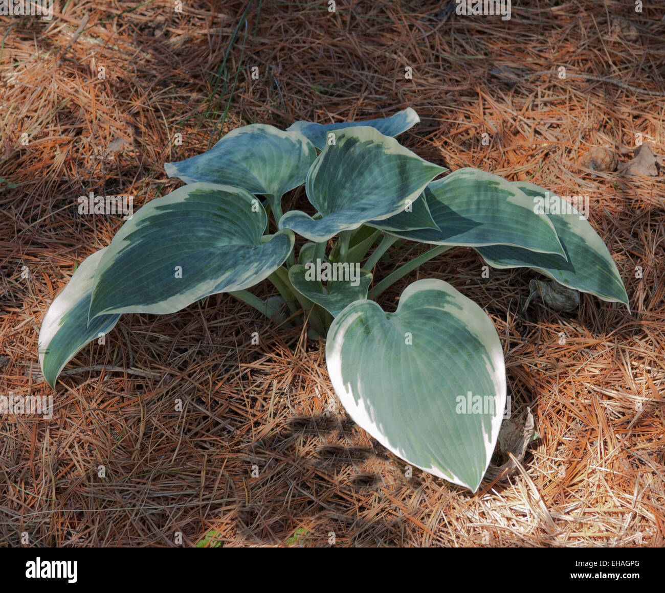 Hosta El Nino Stock Photo - Alamy