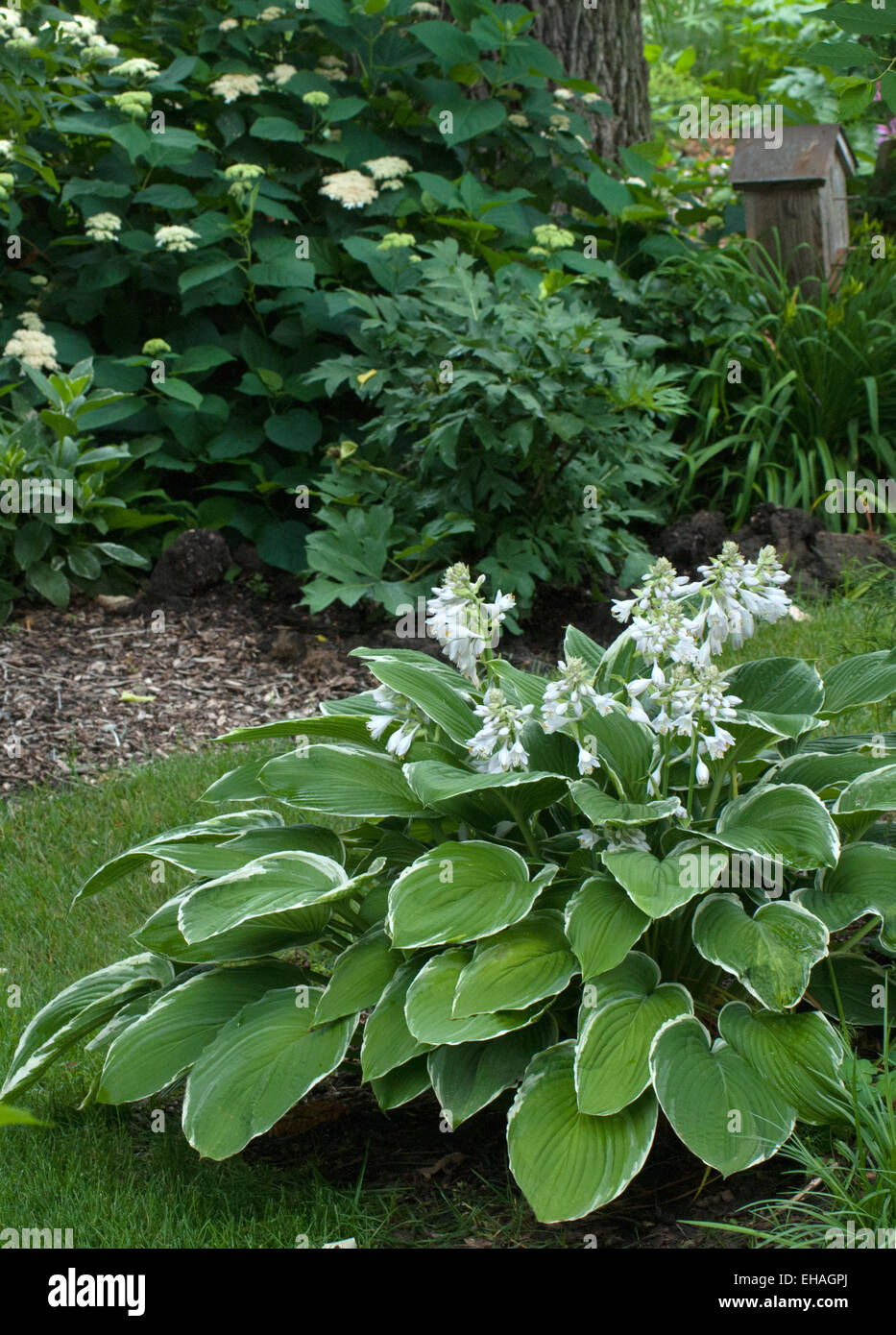 Hosta Francee Stock Photo