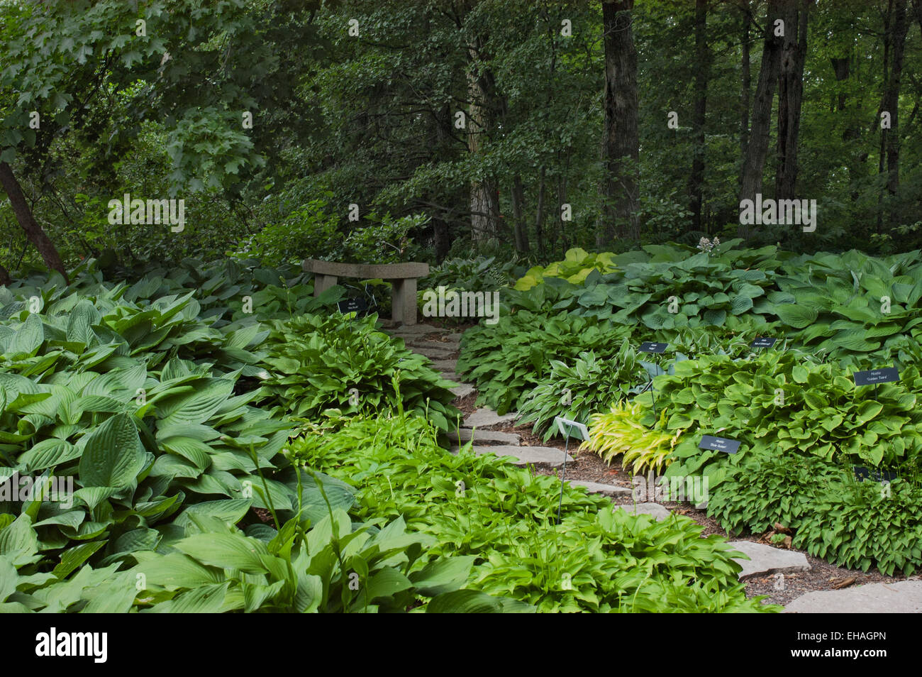 Hosta Garden at  Minnesota Landscape Arboretum Stock Photo