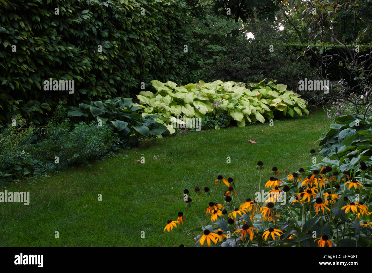 Hosta in Fall garden Stock Photo