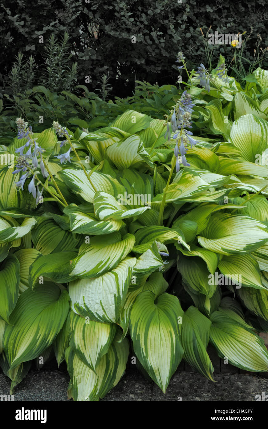 Hosta ON STAGE Stock Photo