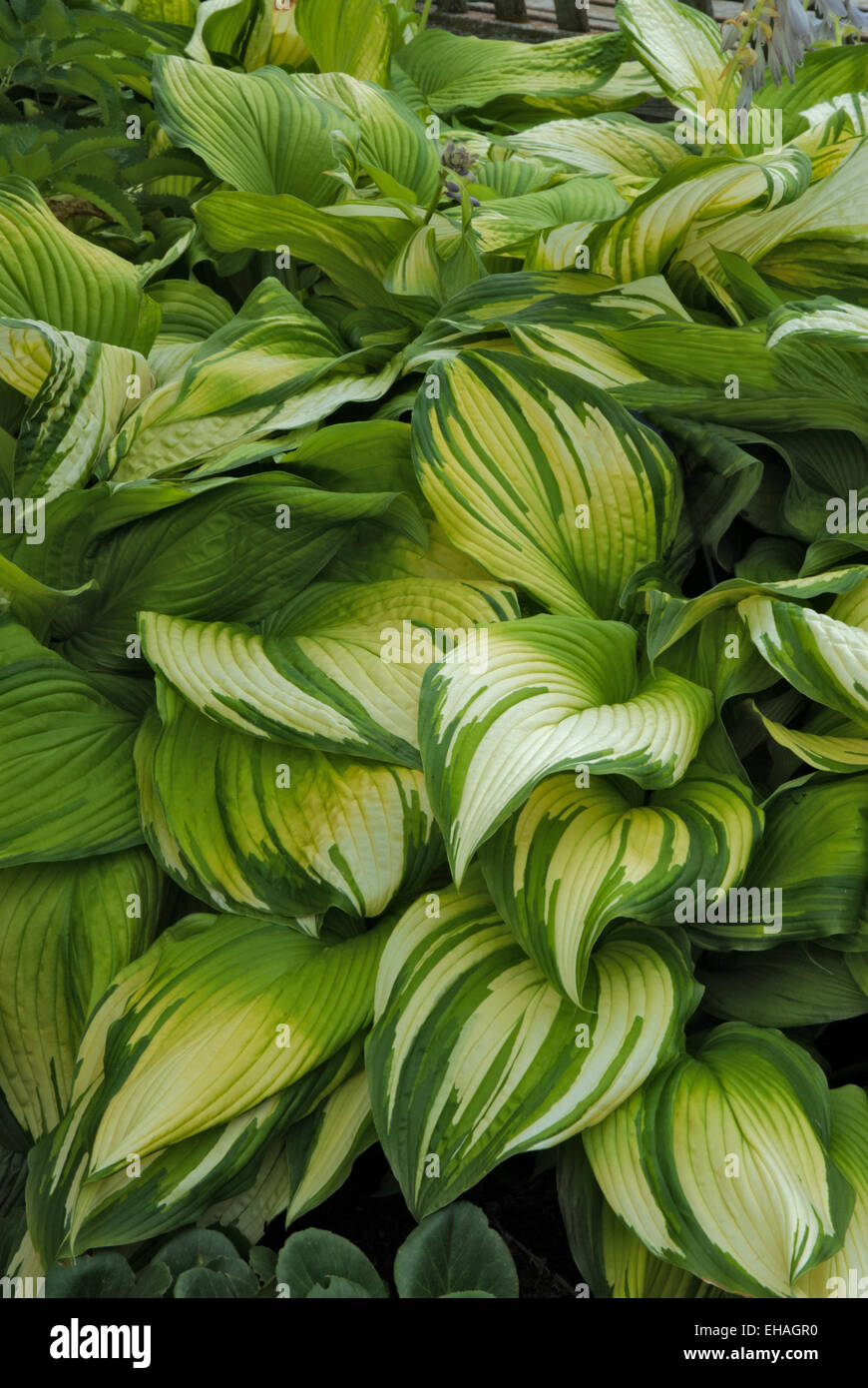 Hosta ON STAGE Stock Photo