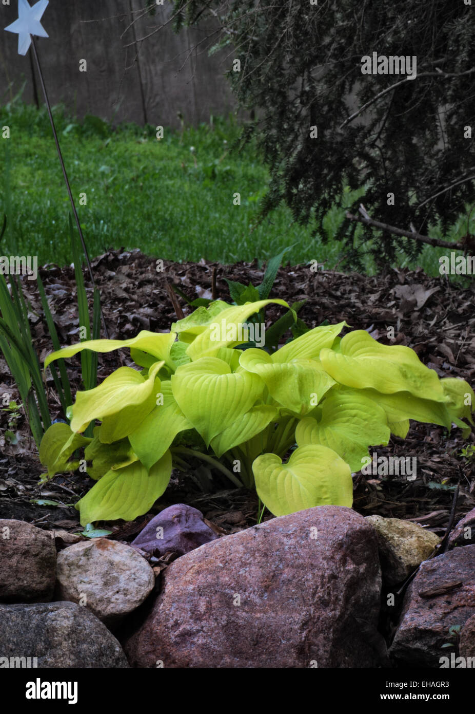 Hosta Southern Gold Stock Photo