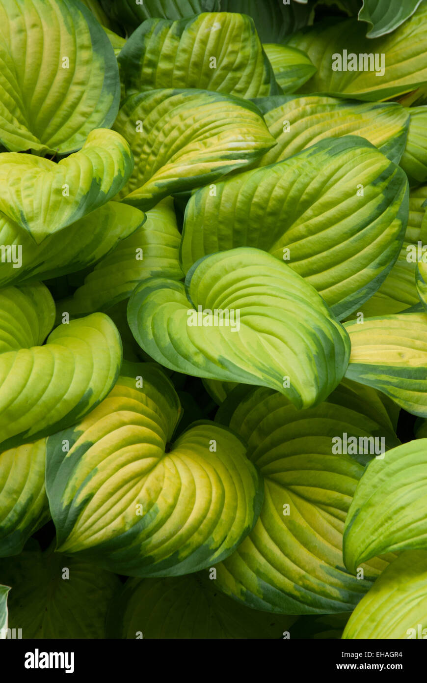 Plantain Lily Hosta Stained Glass Hosta Stained Glass Cultivar Stained Glass Stock Photo Alamy