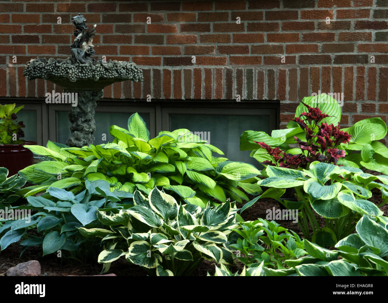 Hosta Garden with birdbath, groundcover Stock Photo